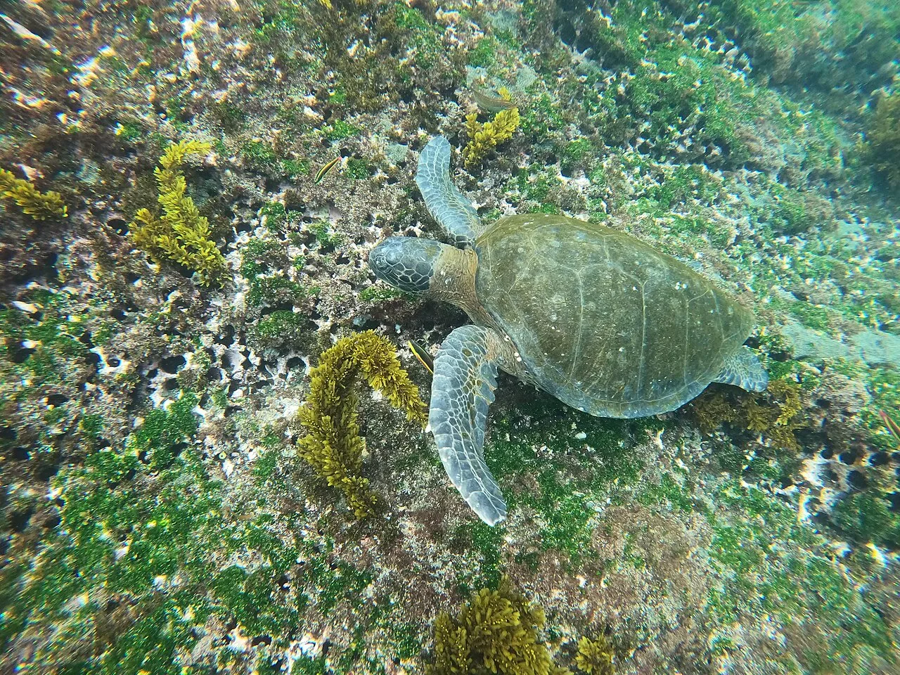 A green sea turtle swimming underwater.
