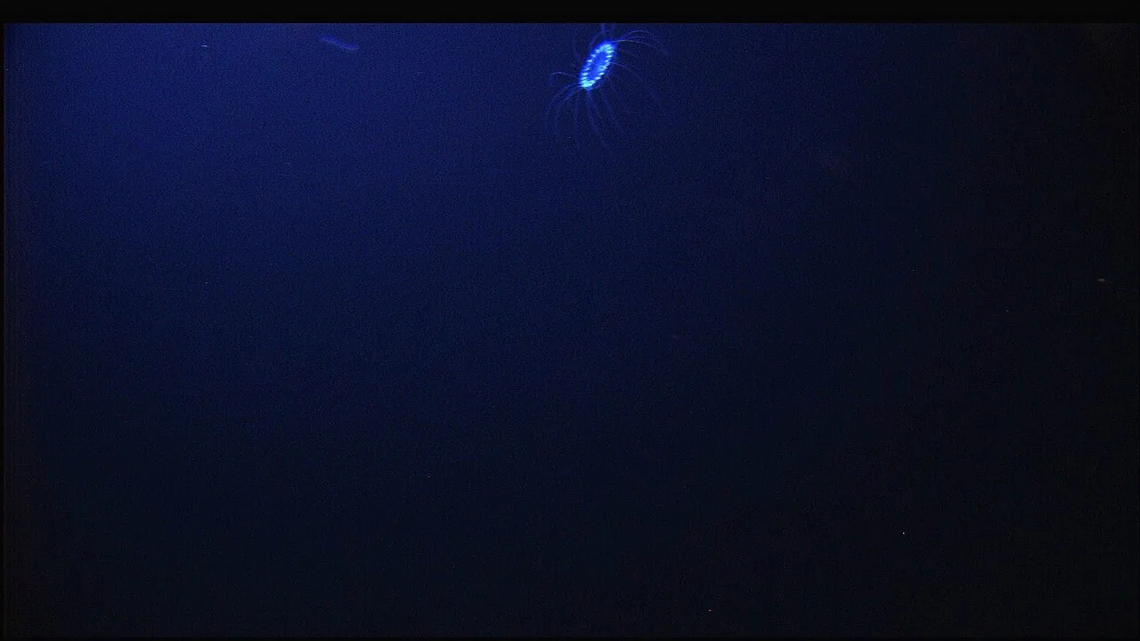 A deep-sea animal photographed during ocean exploration; expedition lighting is not necessarily its own glow.