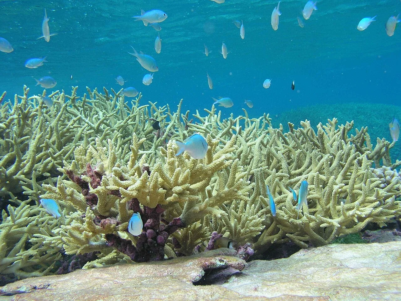 Small fish swimming above branching corals on a reef.