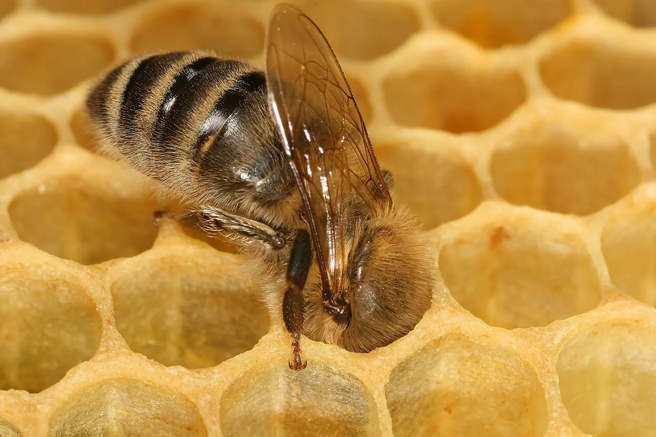 A honeybee standing on the wax cells of a honeycomb.