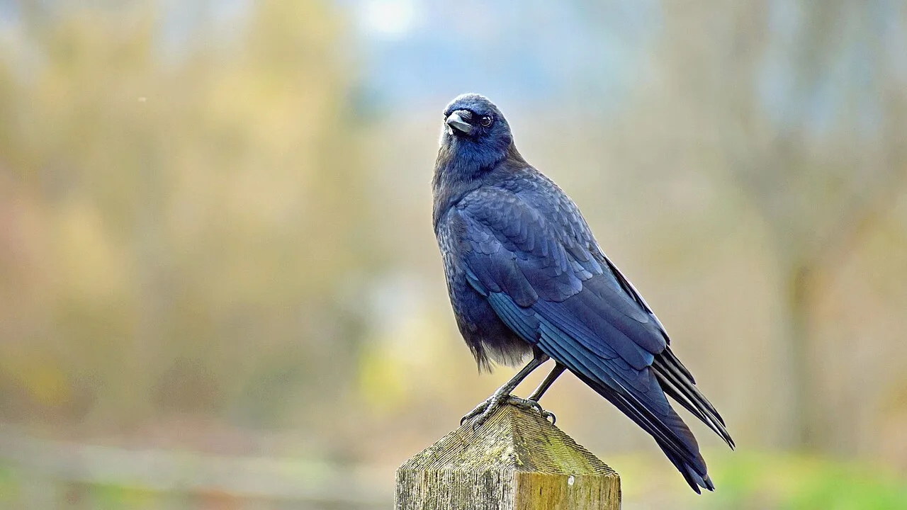 An American crow perched outdoors.