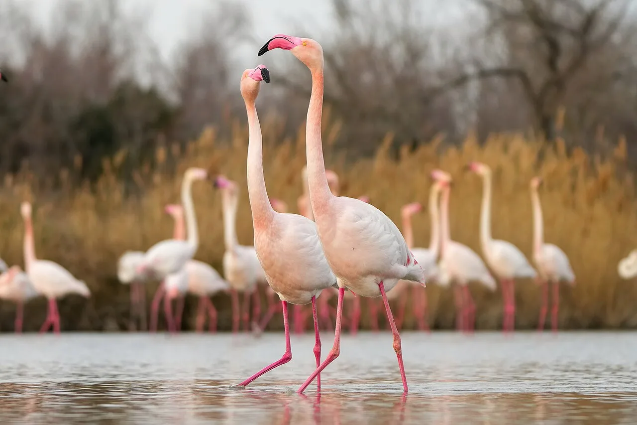 Pink flamingos standing together in shallow water.
